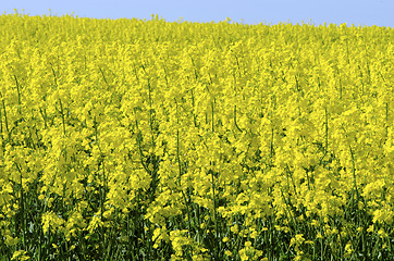 Image showing Background of vivid agricultural rapeseed field 