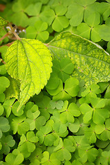 Image showing Green leaves background