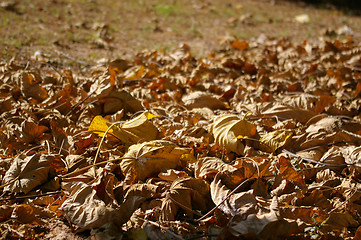 Image showing Fallen leaves background