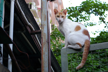 Image showing A cat staring at people, sitting on the gate.