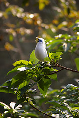 Image showing Singing bird on tree