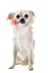 Image showing chihuahua and flower