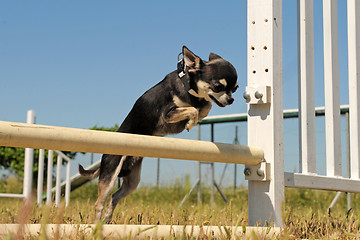 Image showing jumping chihuahua