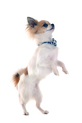 Image showing chihuahua upright