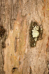 Image showing Tree barks texture