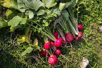 Image showing Fresh beetroots