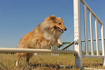 Image showing shetland in agility