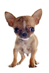 Image showing puppy chihuahua