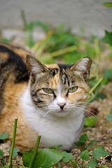 Image showing Cat on the ground