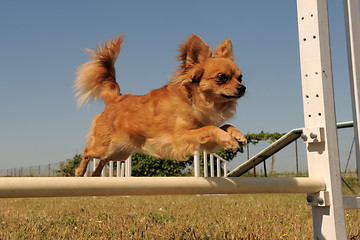 Image showing jumping chihuahua