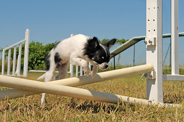 Image showing jumping chihuahua