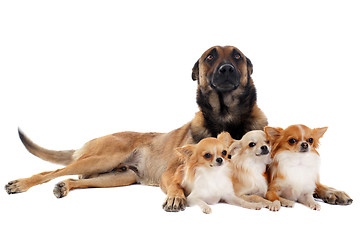 Image showing chihuahuas and malinois