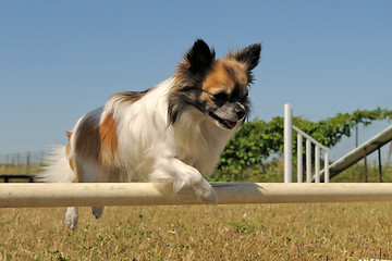 Image showing jumping chihuahua