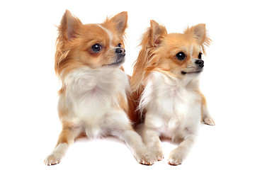 Image showing couple of chihuahua