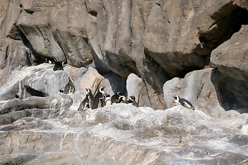 Image showing Penguins on rocks