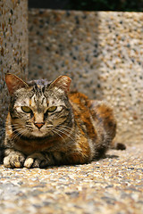 Image showing A cat