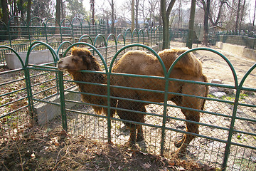 Image showing Camel in zoo