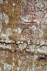 Image showing Tree bark details