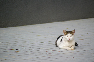 Image showing A cat on the ground