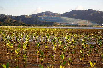 Image showing Mangroves forest in Hong Kong