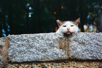 Image showing A cat on rock