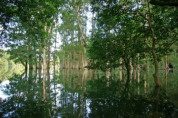 Image showing Trees in water