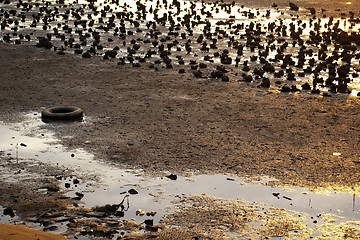 Image showing Mud land along the coast