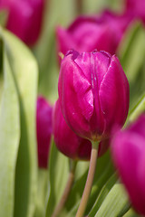 Image showing Pink tulips, close-up shot.