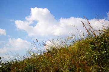 Image showing Green grasses and blue sky
