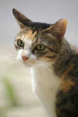 Image showing A cat with sharp eyesight