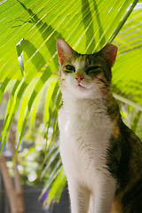 Image showing A cat sitting