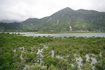 Image showing Wetland in Hong Kong coast