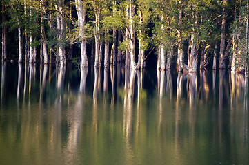 Image showing Forest in water