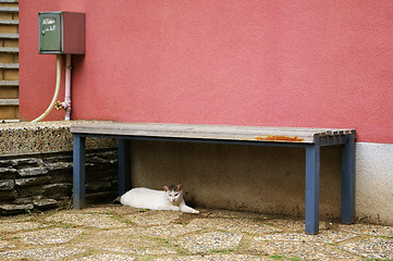 Image showing Cat under the chair