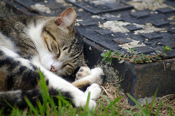 Image showing A cute and sleepy cat