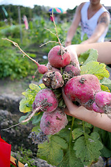 Image showing Harvesting beetroots from field