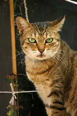 Image showing A cat sitting