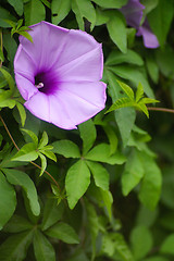 Image showing Purple flower in grasses