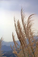 Image showing Moving grasses in autumn