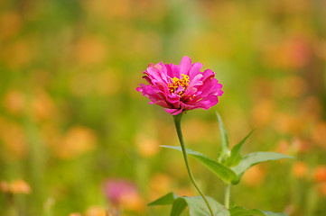 Image showing Pink flowers in spring background