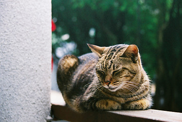 Image showing A sleepy cat