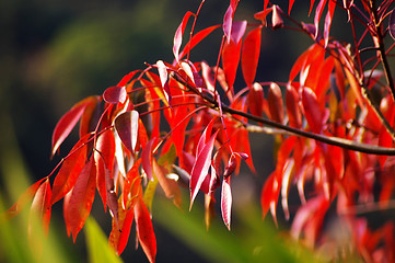 Image showing Red leaves in autumn