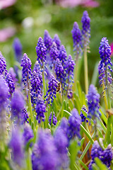 Image showing Grape hyacinth with bee in spring