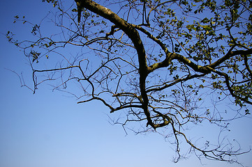 Image showing Tree branches