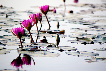 Image showing Lotus pond in winter