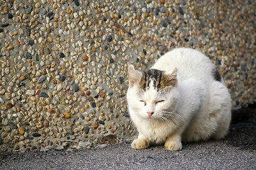 Image showing Sleepy cat