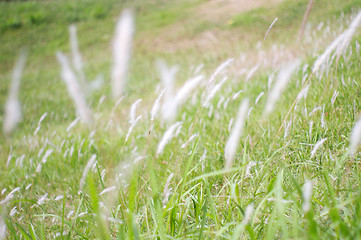 Image showing Moving grasses on the ground