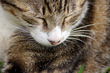 Image showing Sleepy cat