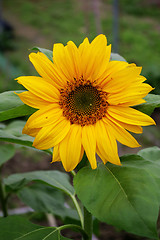 Image showing Sunflowers background