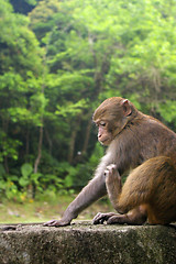 Image showing Monkey in forest